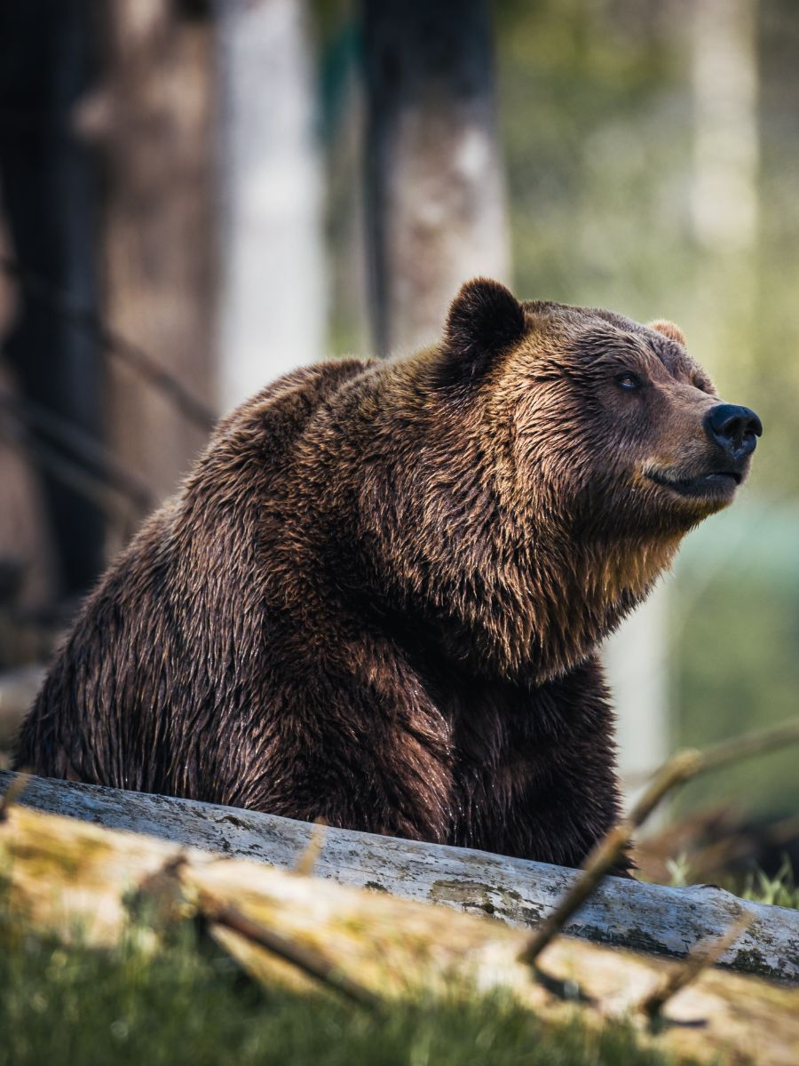 Ein Schwarzbär schaut nach rechts, im Hintergrund Wald.